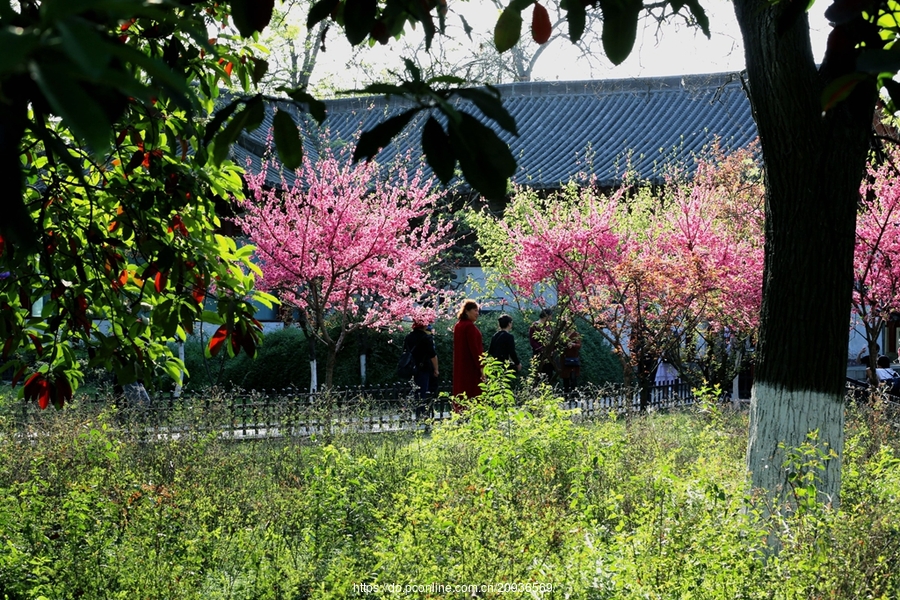 村色滿園新貌，鄉(xiāng)村振興繪就嶄新畫卷