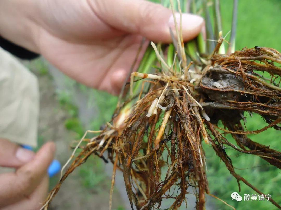 白馬湖鎮(zhèn)最新天氣預(yù)報(bào)更新通知